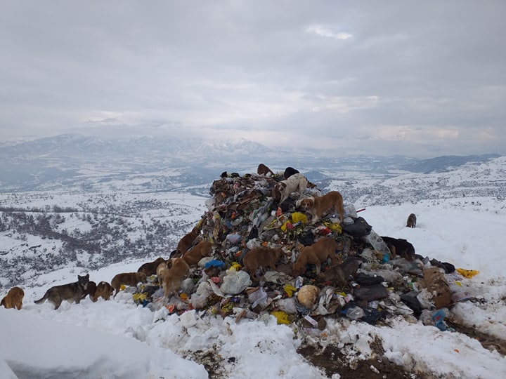 Qente duke kerkuar ushqim ne Burrel 2