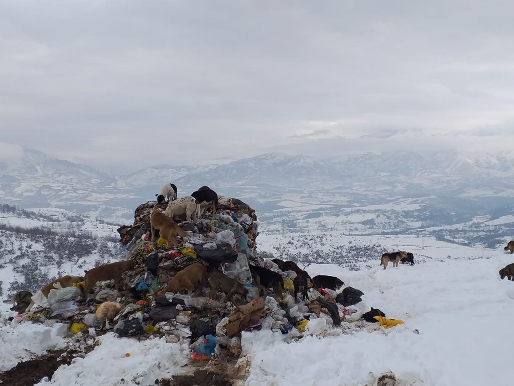 Qente duke kerkuar ushqim ne Burrel 3