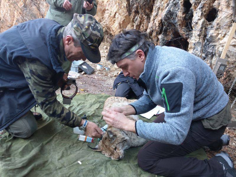 Kapet Tigri i Ballkanit në malet e Mavrovës Rreqebulli