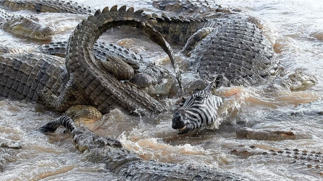 kroko
