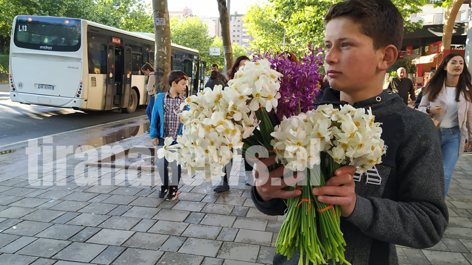 “Shitësi i vogël i luleve” nga Zall Bastari që udhëton drejt Tiranës duke shitur për të mbijetuar 0c54f643 86e7 4b2f aff9 c39f2730c1c5