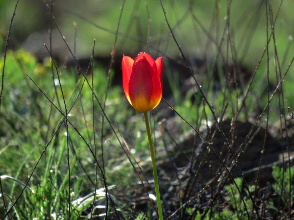 Tulipani shqiptar është bima më e re e zbuluar në rajonin e Kukësit 34a7dce4 2efe 4fec 9799 bc51587be3d3