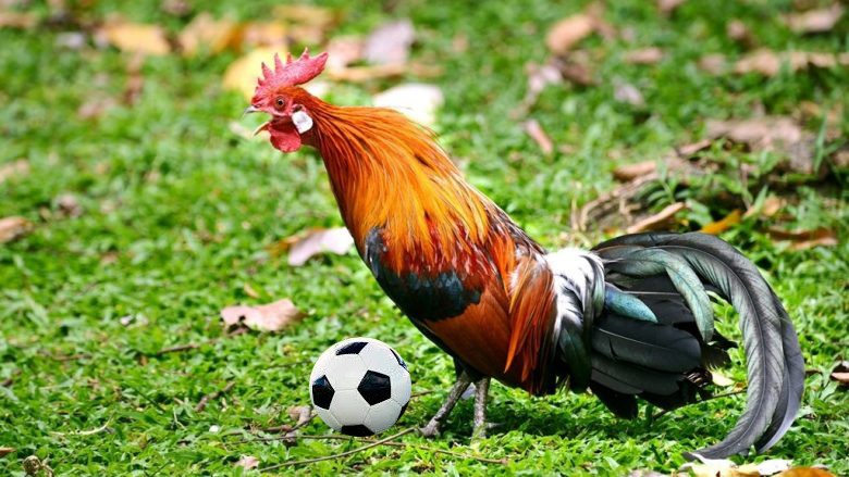 Në Shkodër luan futboll edhe… gjeli! Kjo VIDEO po “thyen” rrjetin gjeli top