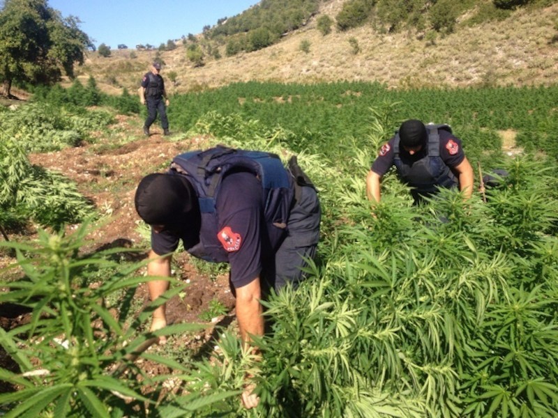 Drejtori i SHÇBA: Ka policë të përfshirë në kultivimin e kanabisit Policia Kanabis