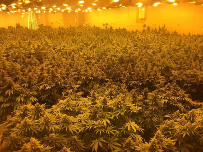 Llampa, ventilator e pajisje elektrike, zbulohet laboratori i kanabisit në Tiranë droga1 5