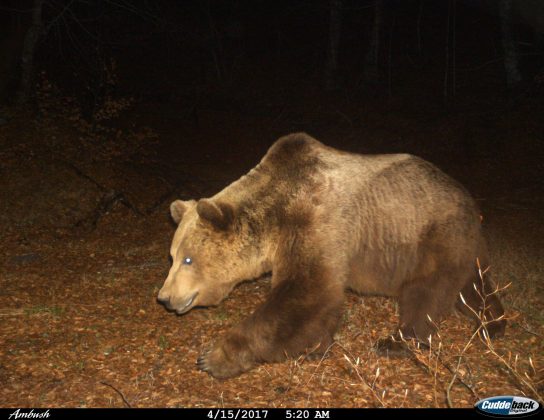 Nga ariu i murrmë, tek kaprolli dhe derri i egër, ja çfarë kapën kamerat kurth në parkun e Shebenik-Jabllanicës 2 kafshe 8 544x420 1