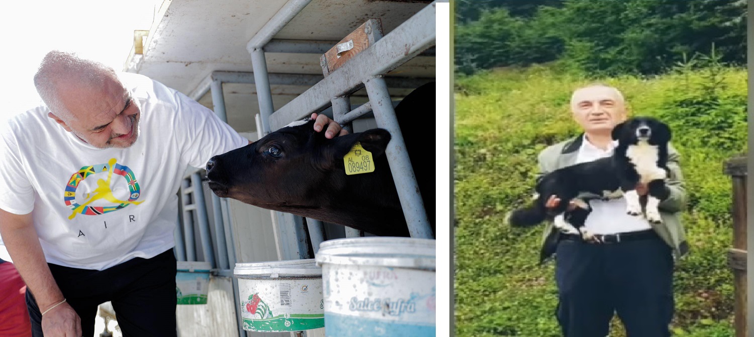 Meta me qen e Rama me lopë, vazhdon sfida mes qeveritarëve 64506634 10156830118721523 7415040863635505152 o