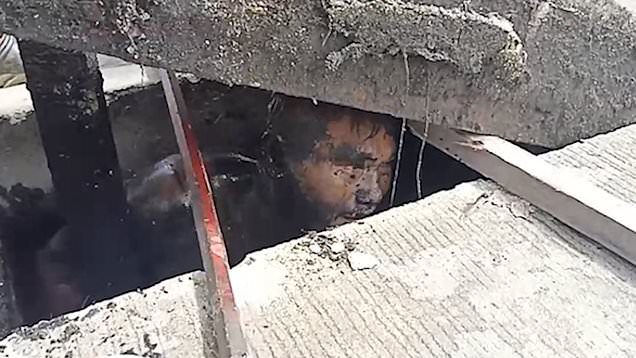 VIDEO/ Trafikanti i drogës iu fsheh policisë për 24 orë në kanalet e kullimit, por… Sopha Ardjalee