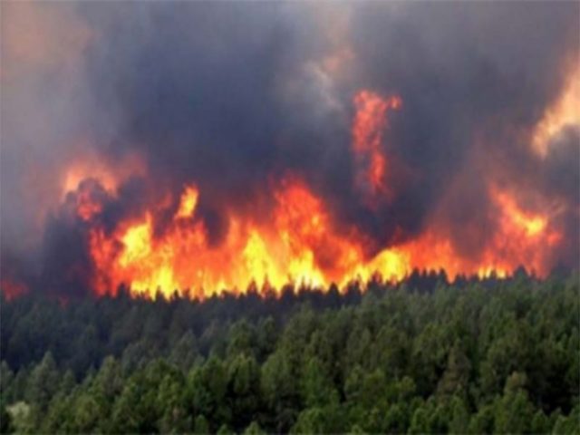 Zjarr i madh, varrezat e Gjirokastrës “pushtohen” nga flakët Zjarr 5