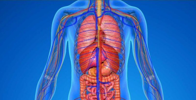 Zbulohet një organ i ri në trupin e njeriut science topic 10