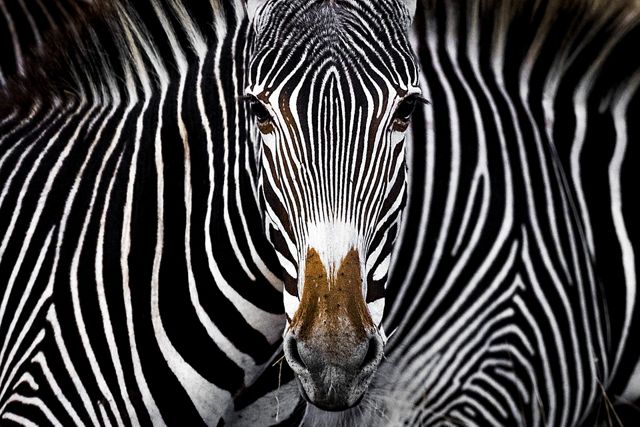 Fuqia e natyrës/ E përzgjedhur nga 120 mijë foto, një luan deti fiton çmimin e madh 7 2019 zebra