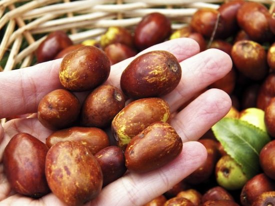 Hidet, fruti magjik i vjeshtës 1 GIUGGIOLE