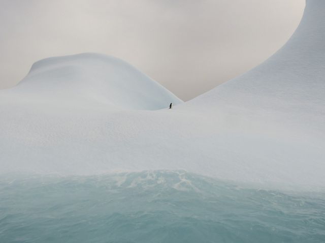 Fuqia e natyrës/ E përzgjedhur nga 120 mijë foto, një luan deti fiton çmimin e madh 6 Honorable Water 1
