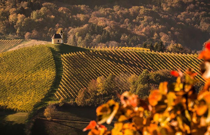 shutterstock 761990818 styria austria autumn vineyard