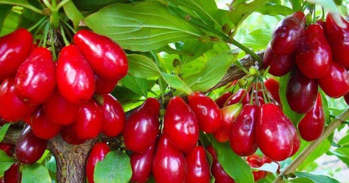 Thana, një frut i vogël, por me vlera ushqyese thana 1