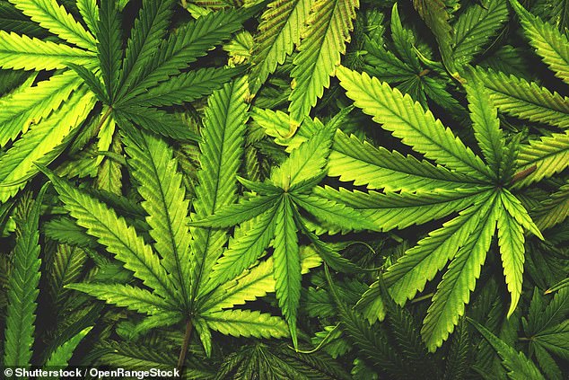 A është pozitiv apo negativ kanabisi për shëndetin ? 20279524 7621873 There is no scientific evidence that medical cannabis is effecti m 43 1572282727965