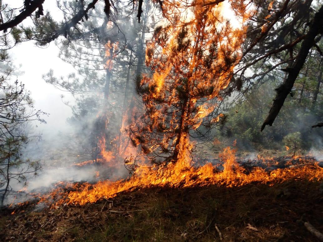 Devoll/ Përkeqësohet situata nga zjarret, 40 punonjës të bashkive luftë me flakët Devoll 11 1
