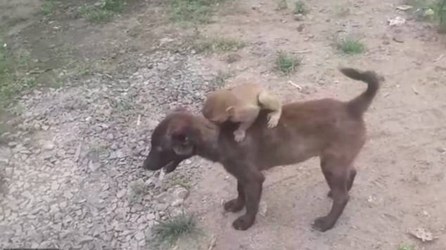 VIDEO/ Qeni merr në shpinë majmunin e braktisur dhe e çon në polici majmun qeni