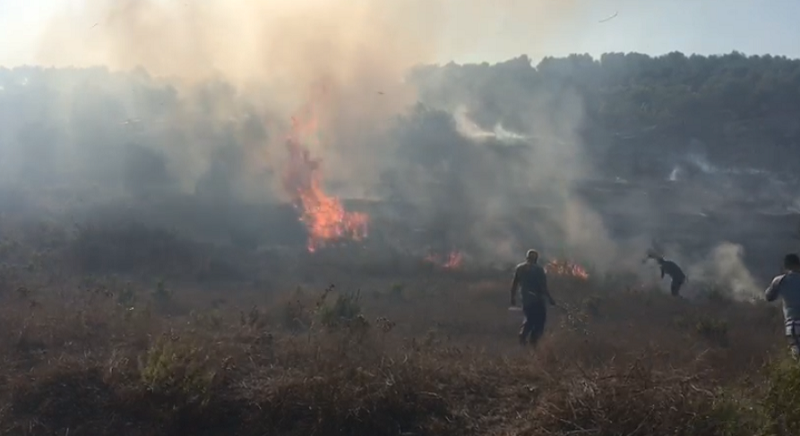 Zjarr i madh në Vlorë, digjen mbi 5 mijë rrënjë ullinj vlore