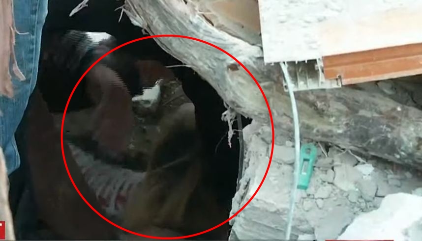Rëndohet bilanci tragjik i tërmetit, nxirret nga rrënojat një vajzë 10 vjeçe e pajetë, 7 të vdekur shpetohet nen rrenoja