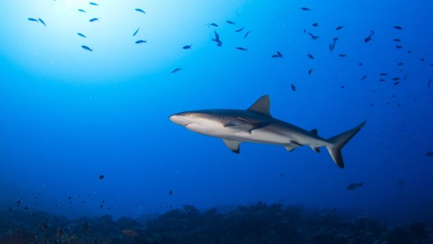 Alarmi i shkencëtarëve: Oqeanet nuk kanë më oksigjen, kërcënohen gjallesat 110039050 shark2.png