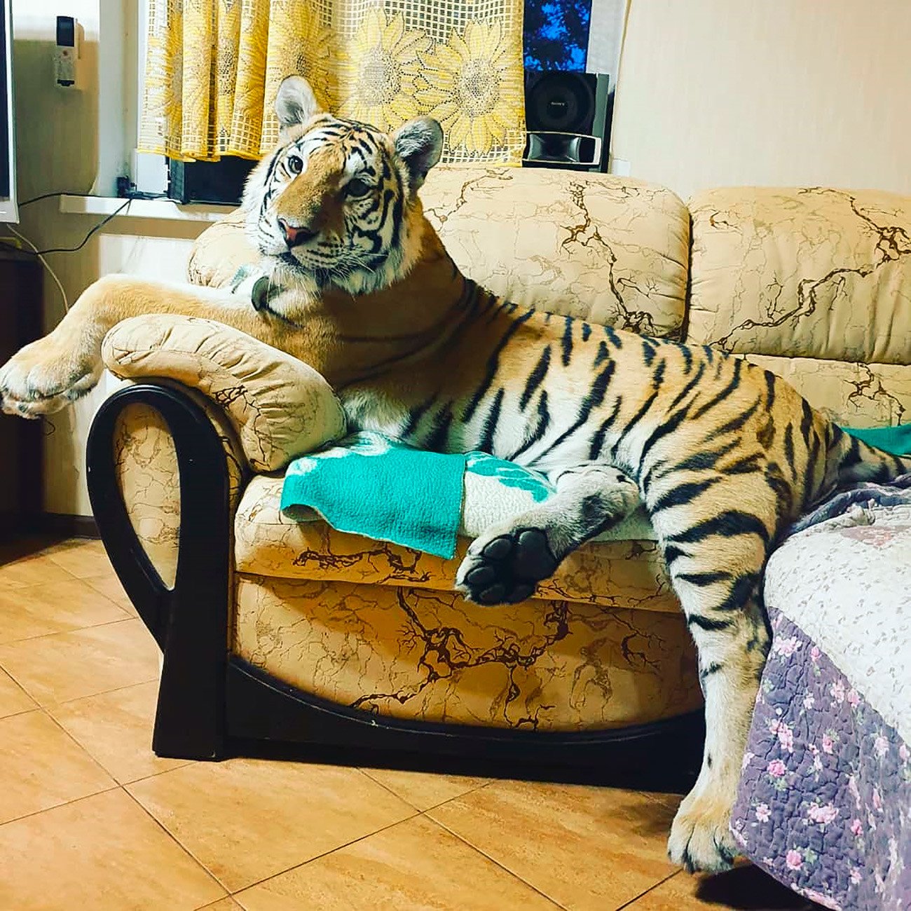 Tigresha Aurora