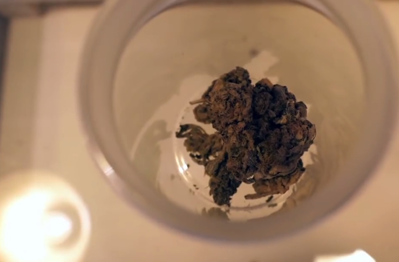 Italia legalizon kanabisin në shtëpi kanabis