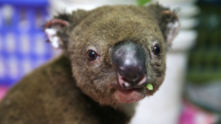 Ekspertët ngrenë alarmin, 30 vite më vonë mund të mos kemi më koala (Foto) 1 32