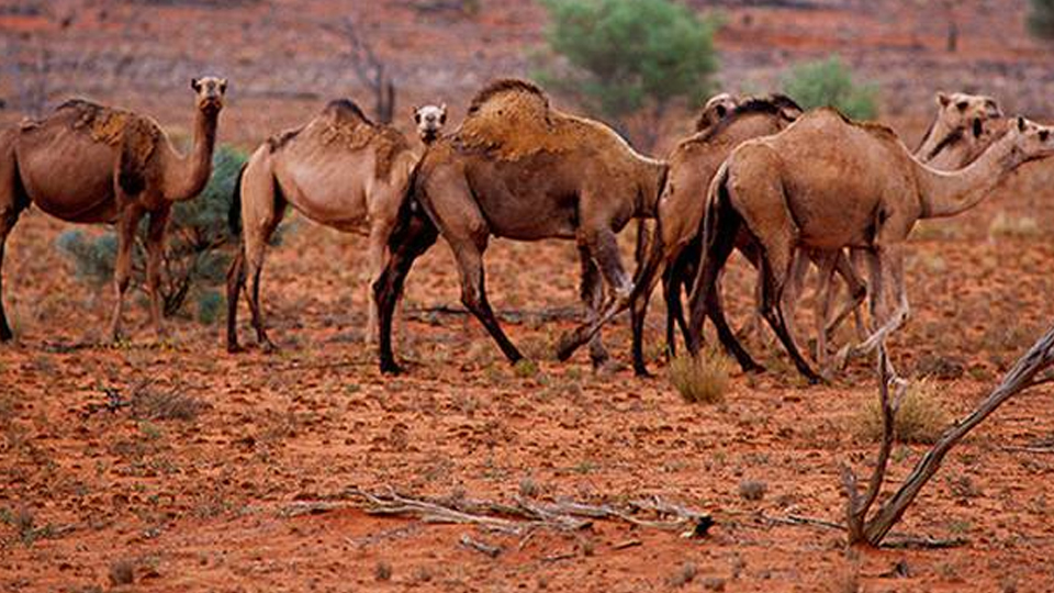 Thatësira: Australia do të vrasë 10 mijë deve, konsumojnë shumë ujë deve