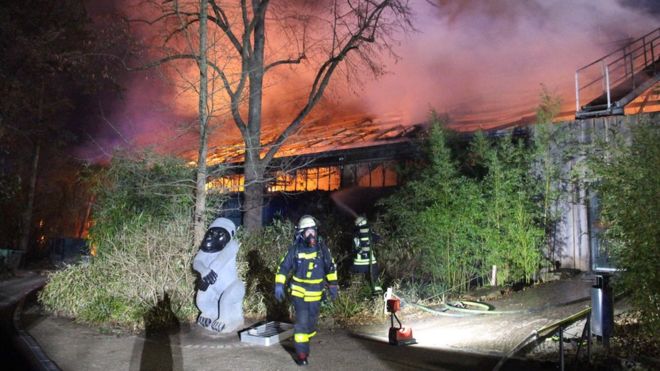 Asnjë majmun nuk i mbijetoi flakëve, digjet kopshti zoologjik moneky