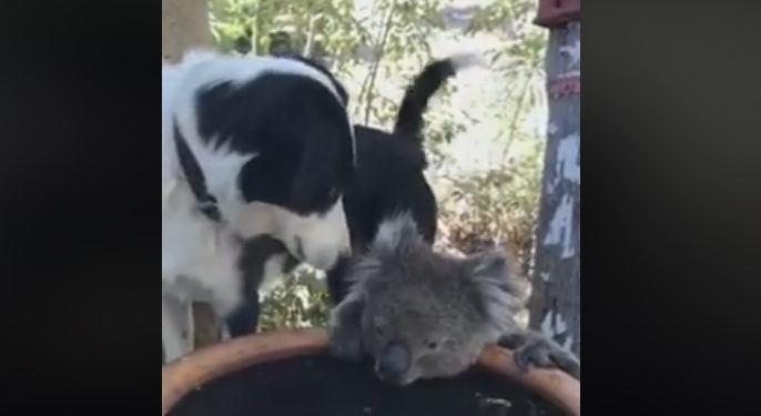 Australi/ Fauna bën njerëzoren, qeni ndan ujin me koalan në vështirësi rusty dhe koala