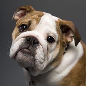 290716 bulldog P