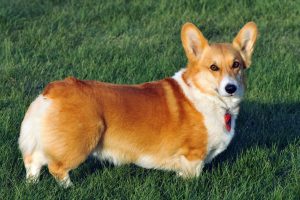 Welchcorgipembroke 1920x1280 1