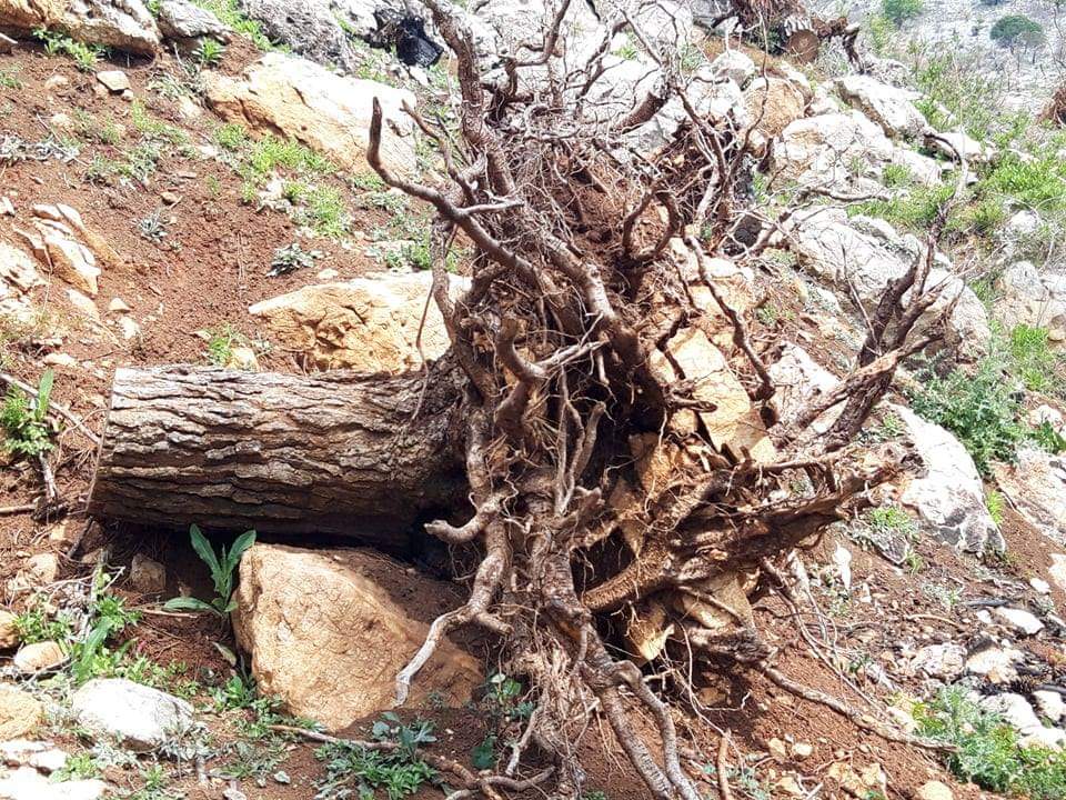 Lindita Kokaj/ Atë cfarë i bëri njerëzimi natyrës, sot natyra po na e kthen ne WhatsApp Image 2020 04 19 at 13.01.01