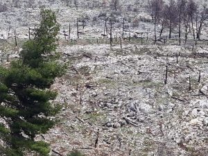 Lindita Kokaj/ Atë cfarë i bëri njerëzimi natyrës, sot natyra po na e kthen ne 1 WhatsApp Image 2020 04 19 at 13.01.02 1
