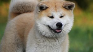 akita inu history