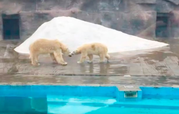 Takimi romantik i arinjve polarë bëhet horror, mashkulli vret femrën që e refuzoi 1 ari 3
