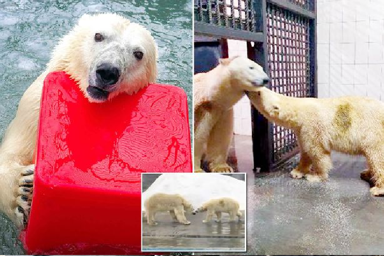 Takimi romantik i arinjve polarë bëhet horror, mashkulli vret femrën që e refuzoi ariu