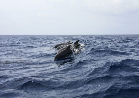 Balena dhe delfinë në Adriatik: Po e shëron pandemia natyrën? gggggggg 1