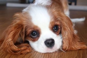 louie the cav 2