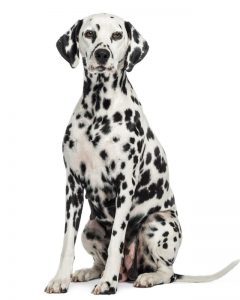 shutterstock 1616204691