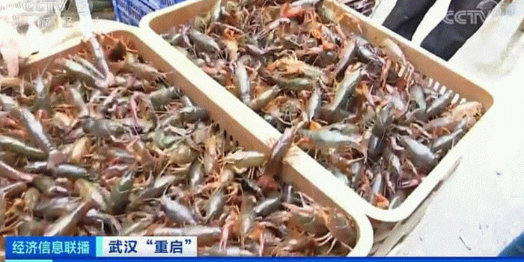 Wuhani i rikthehet normalitetit, rihap tregun gjigant me krijesa të gjalla deti wuhan 750x375 1