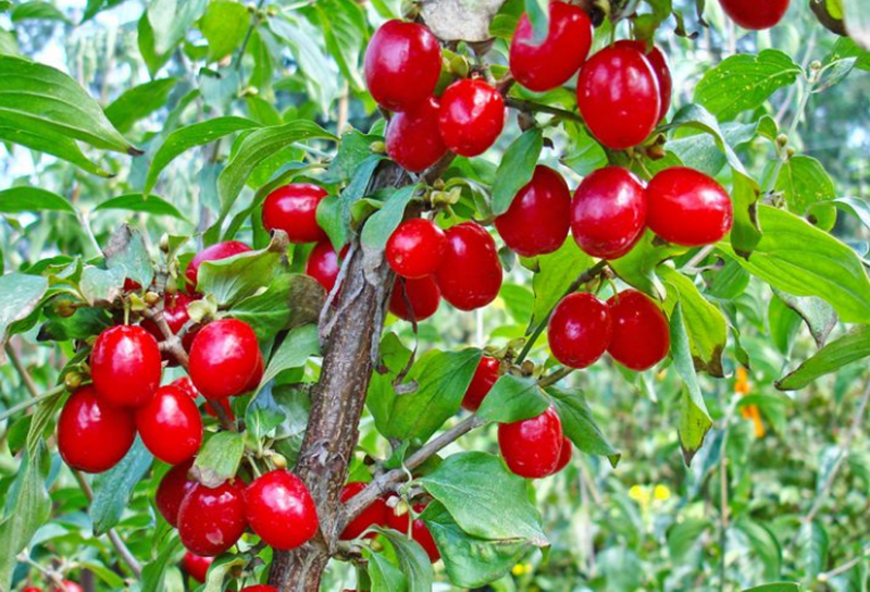 Lëngu i mrekullisë/ Ky është fruti që shëron mëlçinë THANA
