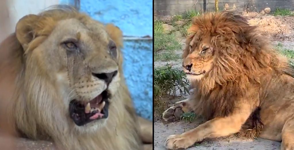 Shpëtoi nga tmerri në kopshtin zoologjik në Fier, shihni ndryshimin e luanit Lenci Untitled