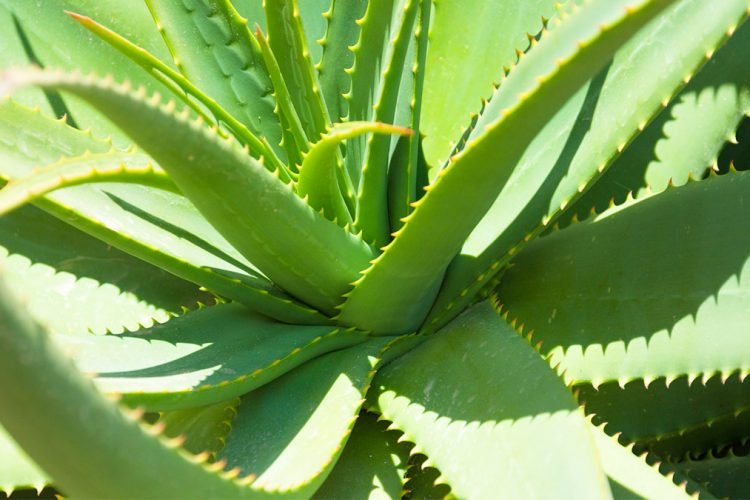 Si të përdorni lëngun e aloe verës kundër diabetit aloeveraokkkk 750x500 1