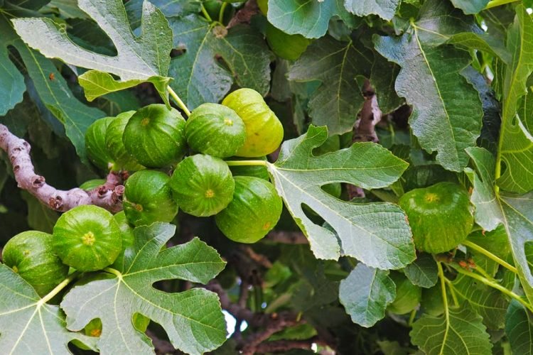 Si t’i përdorni gjethet e fikut për tensionin e lartë gjethe fiku 750x500 1