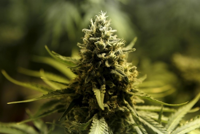 Legalizimi i kanabisit, Reuters: Do hapte vende pune, ç’ka do sillte fitoren e votave në zgjedhjet e ardhshme kana bis