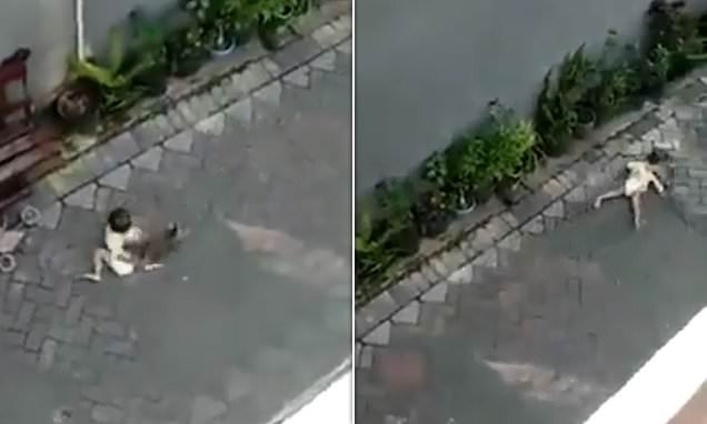 Video/ Majmuni tenton të “rrëmbejë” vogëlushen, një banor ndërhyn dhe … majmuni