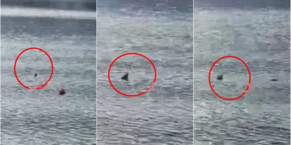 Video e frikshme nga bregdeti i Sarandës, qytetari: Është peshkaqen cats 98 750x375 1 1