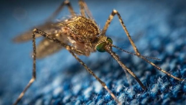 Amerikanët lëshojnë 750 milionë mushkonja të modifikuara gjenetikisht në natyrë, CNN zbulon arsyen 640 0 5f427868ab9b0